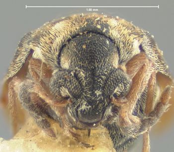 Media type: image;   Entomology 8203 Aspect: head frontal view